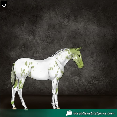 Horse Color:Watercolor White Spotted Liver Red Dun Tobiano Blanket 