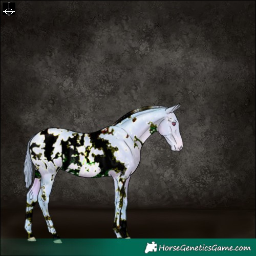 Horse Color:Watercolor White Spotted Bay Chinchilla Pearl Blanket 