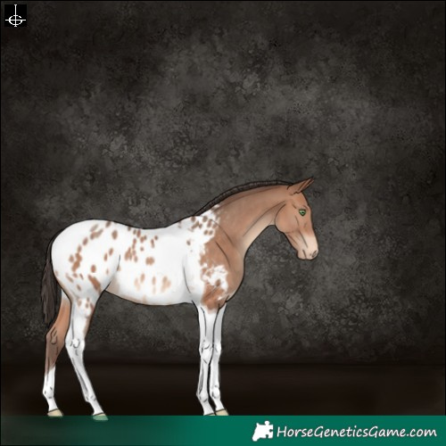 Horse Color:Sable Champagne Tobiano Near Leopard 