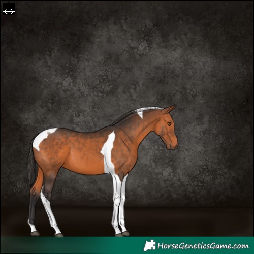 Horse Color:Bay Tobiano 