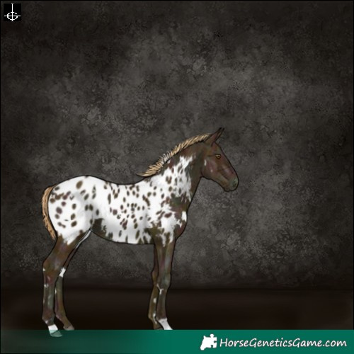 Horse Color:Watercolor White Spotted Midnight Liver Chestnut Ice Near Leopard 
