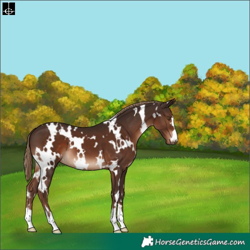 Horse Color:White Spotted Liver Chestnut 