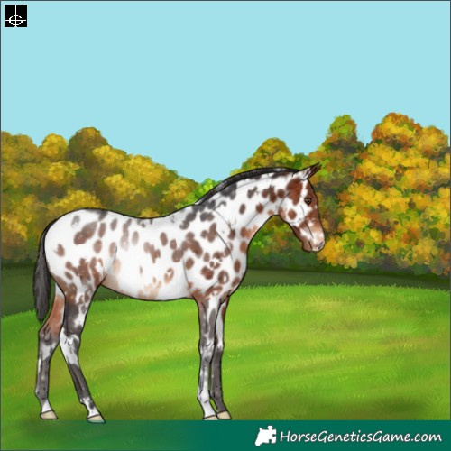 Horse Color:White Spotted Bay Appaloosa 