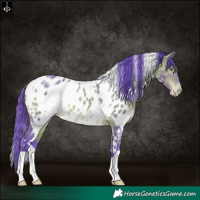 Horse Color:Watercolor White Spotted Bay Appaloosa 
