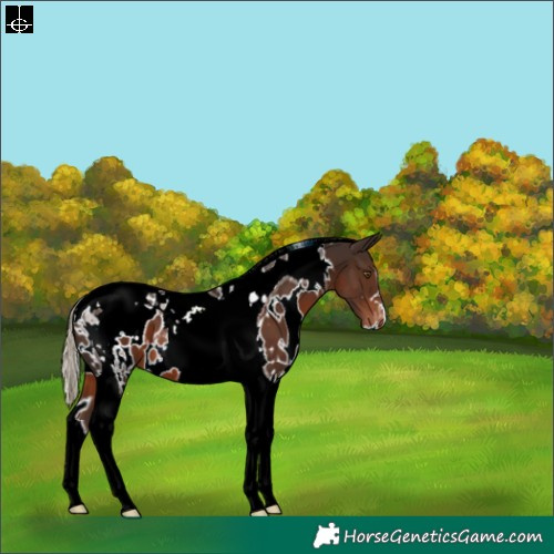 Horse Color:White Spotted Liver Chestnut Tobiano Appaloosa 