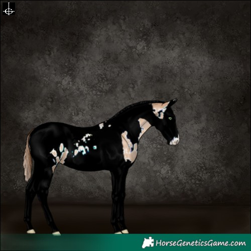 Horse Color:White Spotted Brown Pearl Dun Splash Tobiano Appaloosa