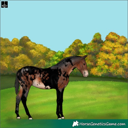 Horse Color:Void White Spotted Brown Tobiano Appaloosa 