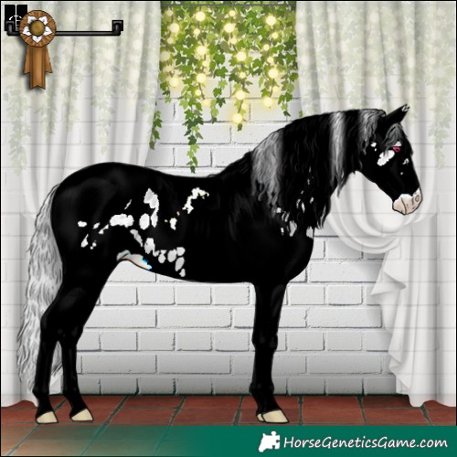 Horse Color:White Spotted Brown Chinchilla Dun Splash Tobiano Appaloosa 