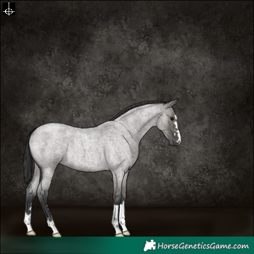 Horse Color:Grullo Roan 