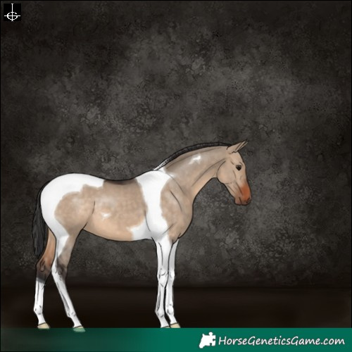 Horse Color:Brown Dun Tobiano 