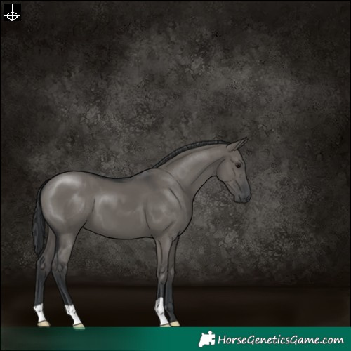 Horse Color:Grullo 