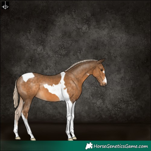 Horse Color:Chocolate Palomino Tobiano 