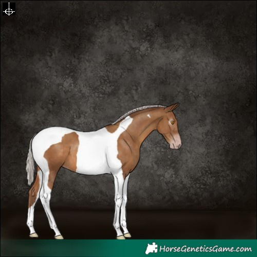 Horse Color:Gray Silver Classic Champagne Tobiano 