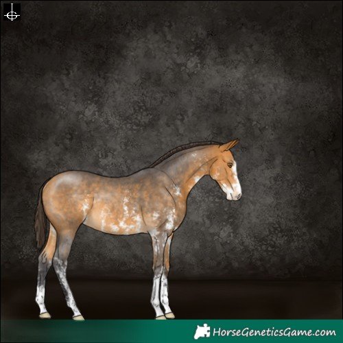 Horse Color:Buckskin Sabino Appaloosa Rabicano 