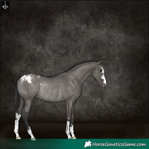 Horse Color:Grullo Appaloosa Rabicano 