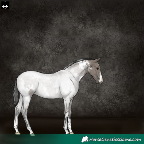 Horse Color:White Spotted Grullo Rabicano 