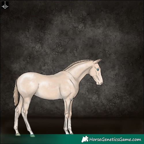 Horse Color:Perlino Appaloosa Rabicano 