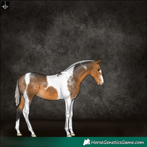 Horse Color:Silver Buckskin Tobiano 