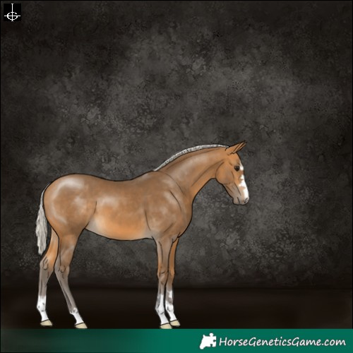 Horse Color:Silver Buckskin 
