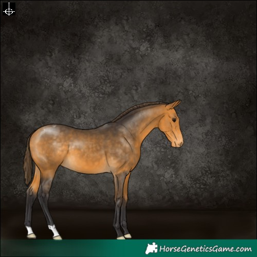Horse Color:Buckskin Varnish 