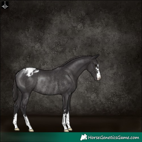 Horse Color:Smoky Black Varnish Rabicano 