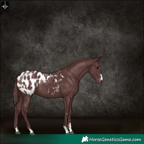 Horse Color:Chocolate Smoky Black Blanket 