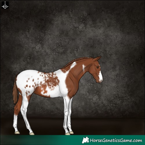 Horse Color:Chestnut Tobiano Varnish 