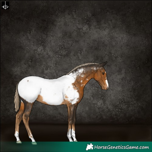 Horse Color:Chocolate Palomino Snowcap Rabicano 
