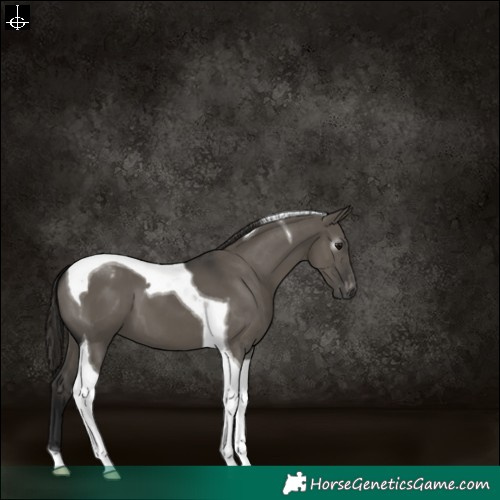 Horse Color:Gray Smoky Grullo Tobiano Varnish 