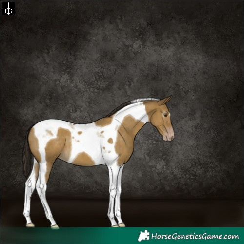 Horse Color:Gray Classic Cream Champagne Dun Tobiano Varnish 