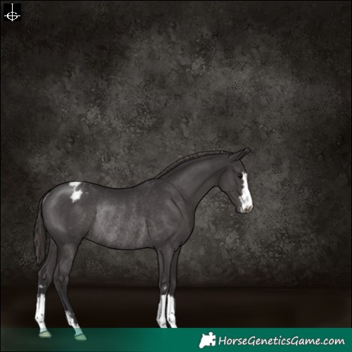 Horse Color:Smoky Black Varnish Rabicano 