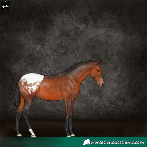Horse Color:Brown Varnish 