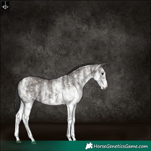 Horse Color:Gray White Spotted Grullo 
