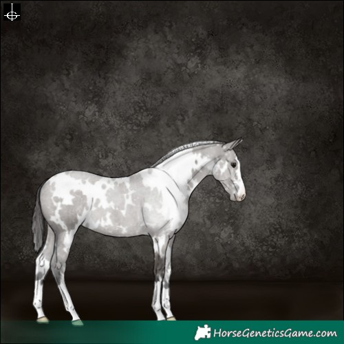 Horse Color:White Spotted Grullo Snowflake Varnish 