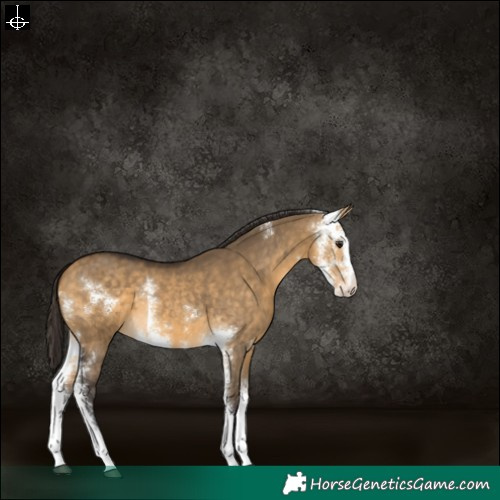 Horse Color:Buckskin Dun Sabino 