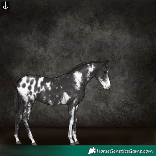 Horse Color:Smoky Black Sabino Blanket 