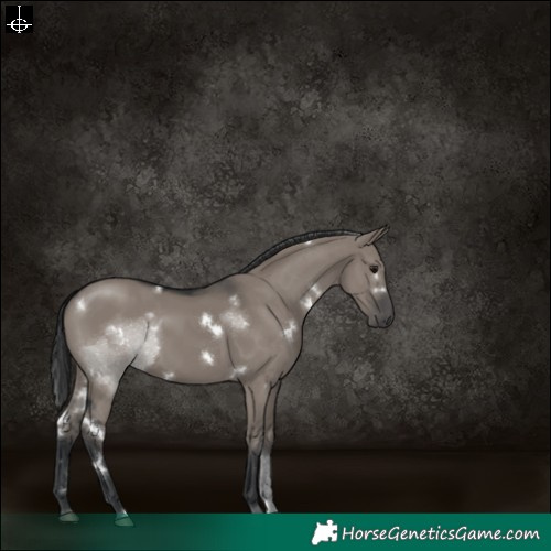 Horse Color:White Spotted Grullo Rabicano 