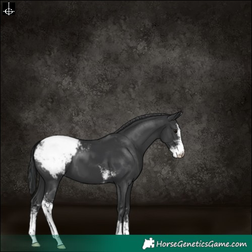 Horse Color:Black Sabino Snowcap 