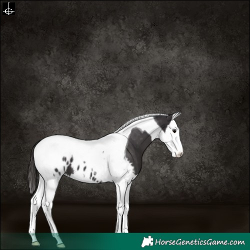Horse Color:Smoky Black Splash Tobiano Blanket 