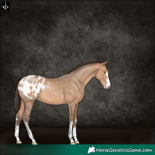 Horse Color:Amber Champagne Blanket 