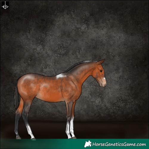 Horse Color:Bay Tobiano Varnish Rabicano 