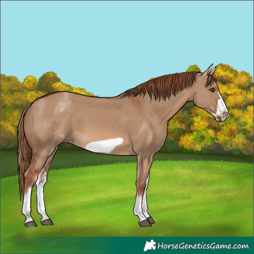 Horse Color:White Spotted Red Dun Frame 