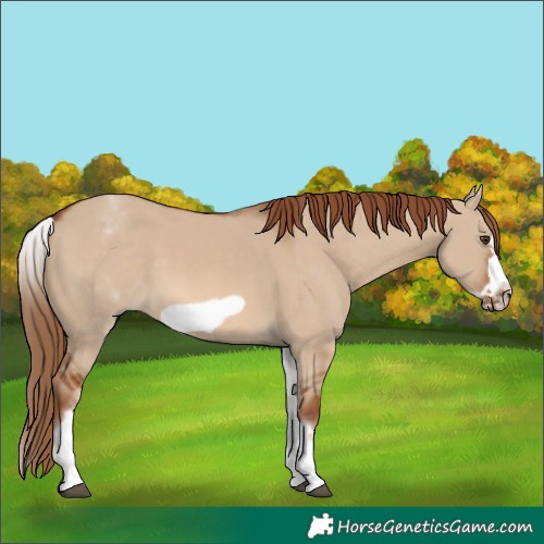 Horse Color:White Spotted Red Dun Frame 