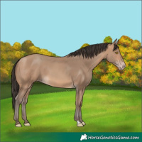 Horse Color:Amber Champagne 