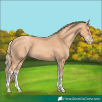 Horse Color:White Spotted Gold Champagne 