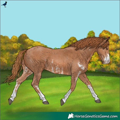 Horse Color:Chestnut Sabino 