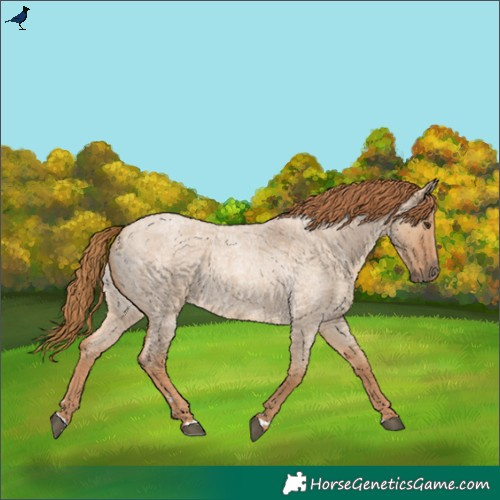 Horse Color:Red Dun Roan Rabicano
