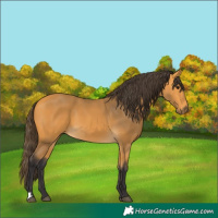 Horse Color:Buckskin 