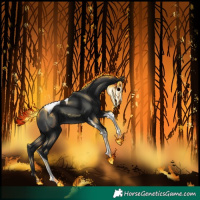 Horse Color:Black Tobiano