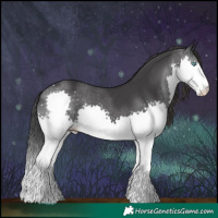Horse Color:Black Splash 